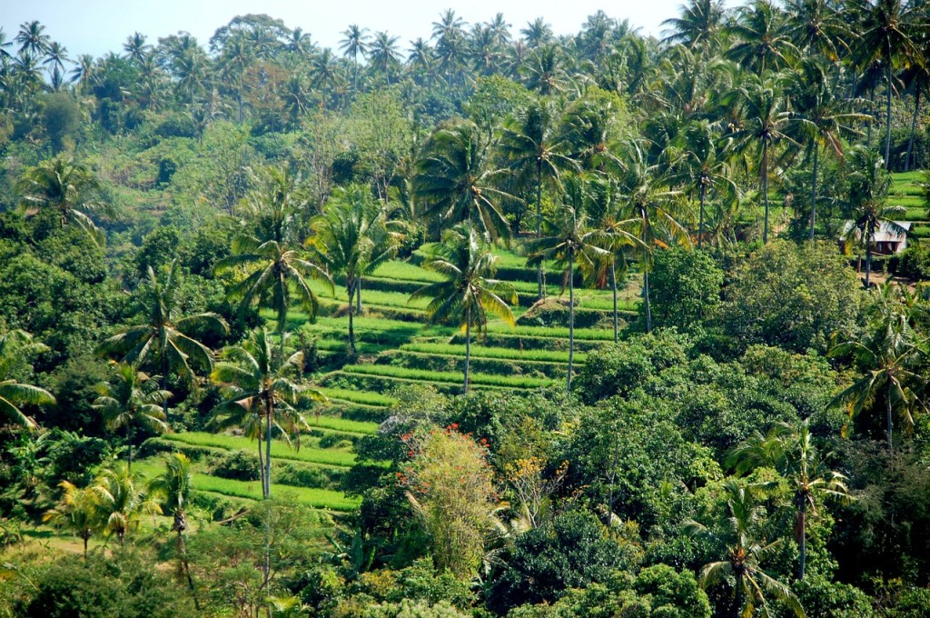 rice-fields-bali