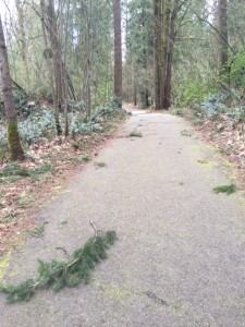 branches on trail