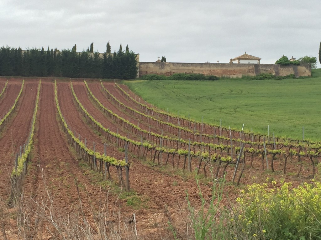 beautifully preserved medieval hilltop villages with narrow winding streets; and, across gently rolling farmland with vineyards.