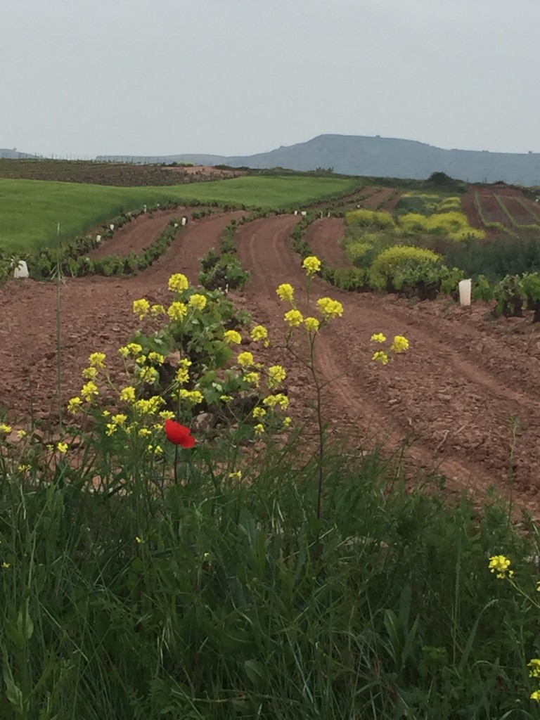 Day 10 - Ventosa to Azofra |  Camino de Santiago