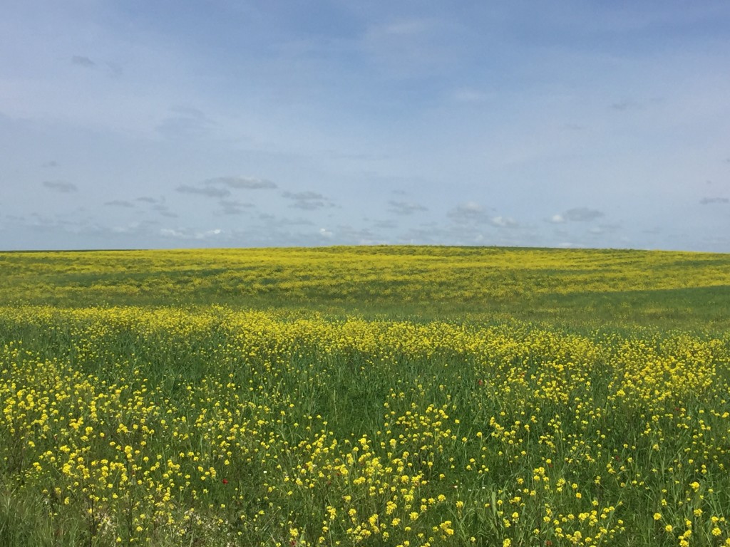 Day 17 - Castrojeriz to Fromista| Camino de Santiago