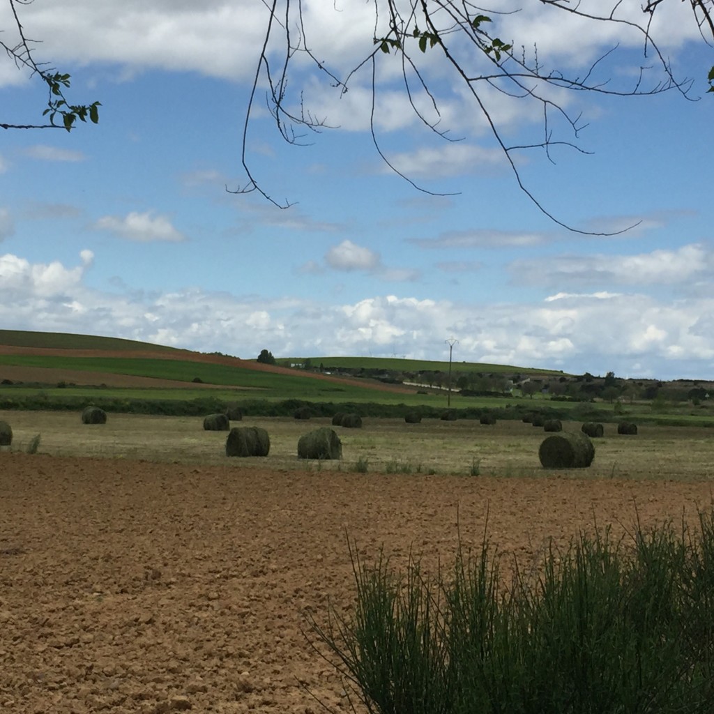 Carrion de Los Condes to Terradillos de los Templarios | Camino de Santiago