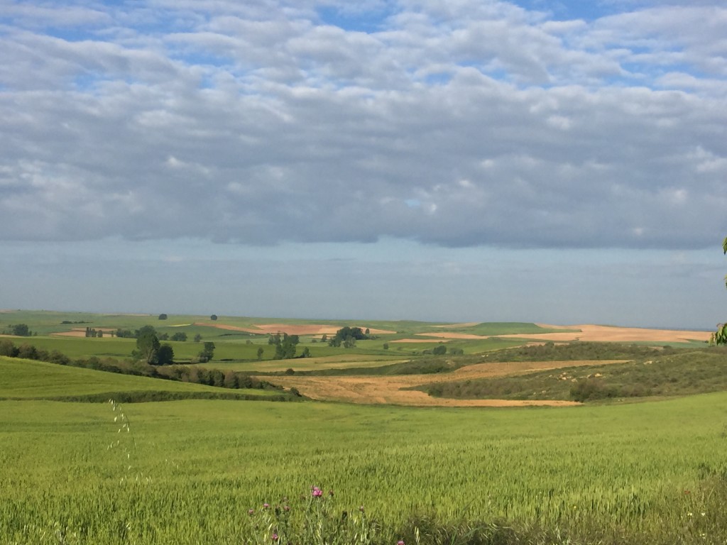 Day 20 - Terradillos de Los Templarios to Bercianos Del Real Camino | Camino de Santiago