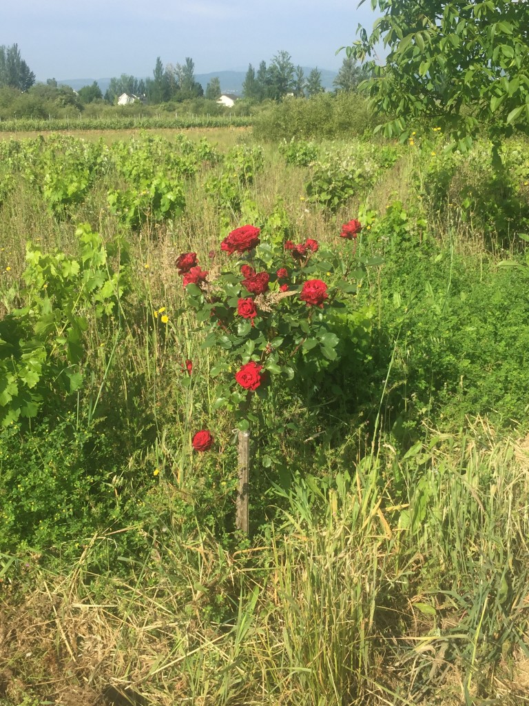 Day 30 - Ponferrada to Villafranca Del Biezo | Camino de Santiago