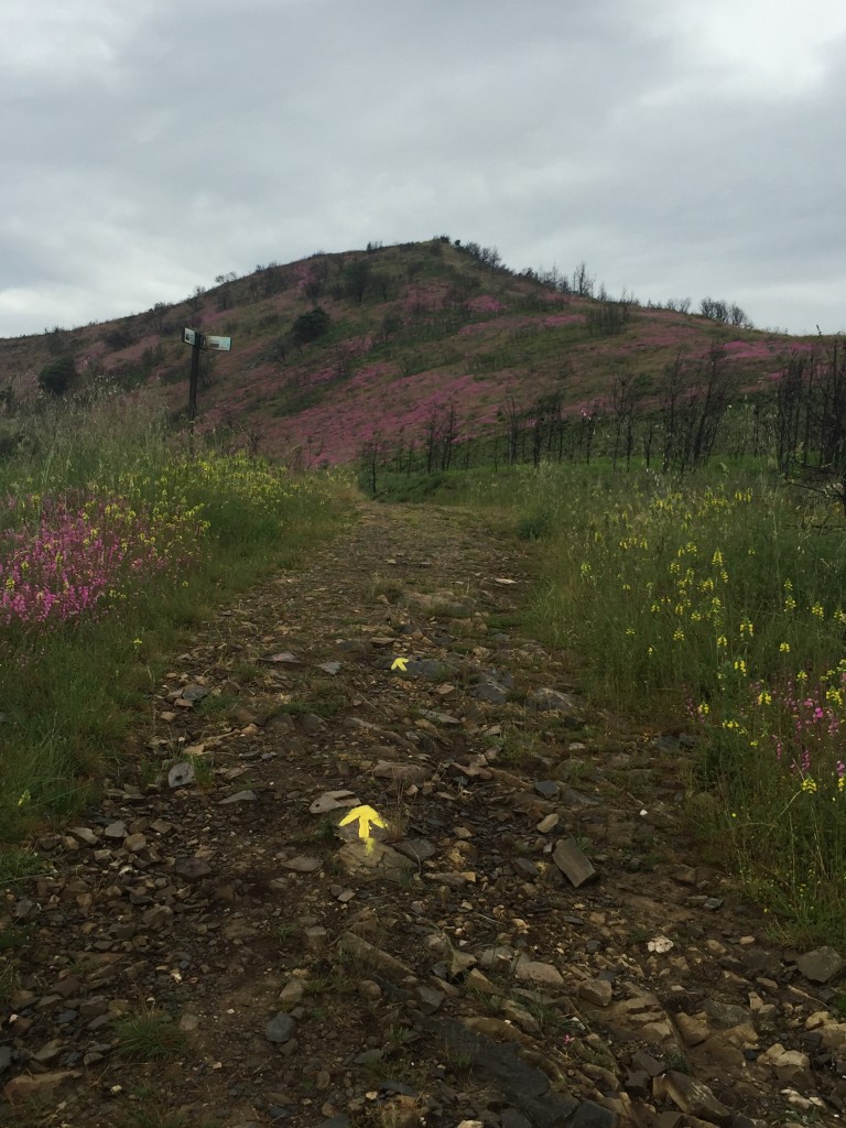 Day 31 - Villafranca to Ambasmestas | Camino de Santiago