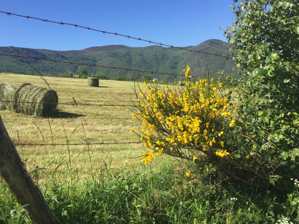 Day 33 - O Cebreiro to Tricastela | Camino de Santiago