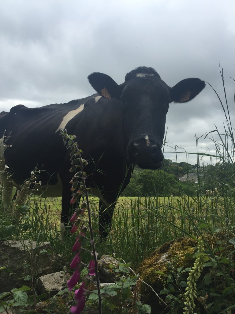 Day 35 - Sarria to Portomarin | Camino de Santiago