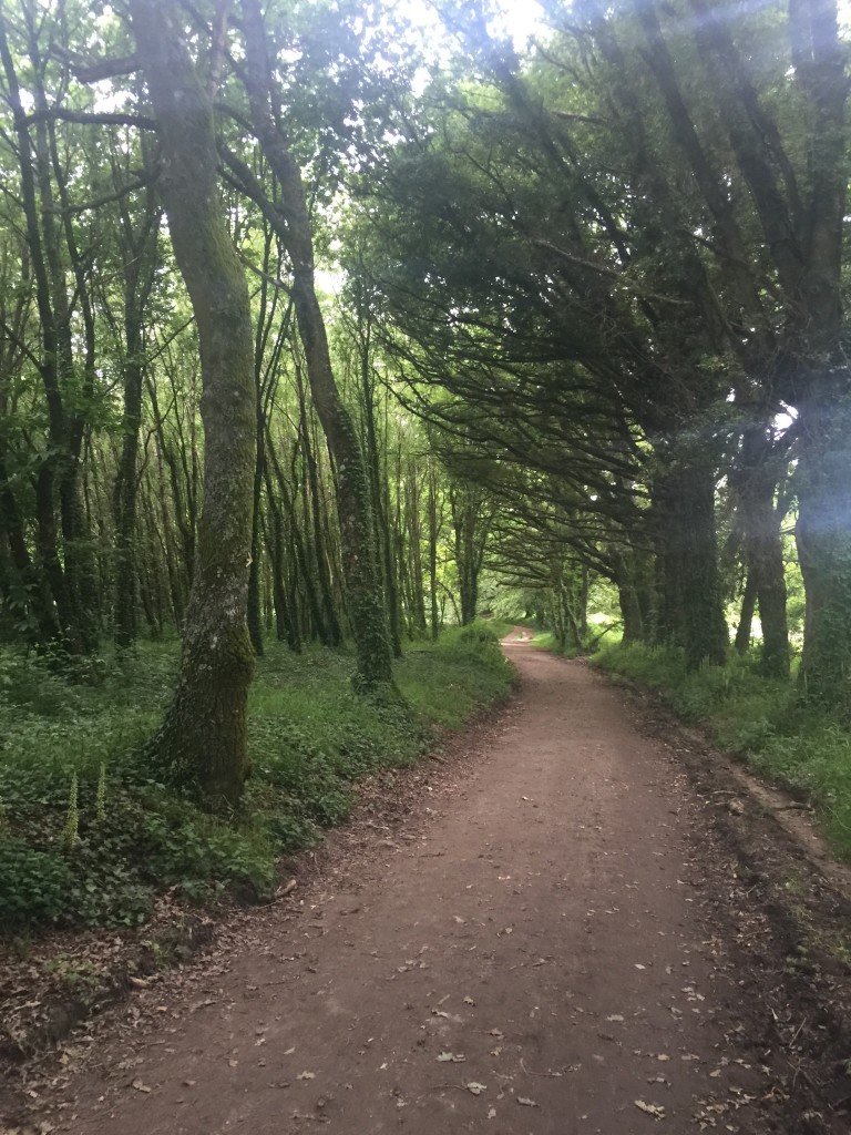 Day 37 - Palas de Rei to Arzua | Camino de Santiago