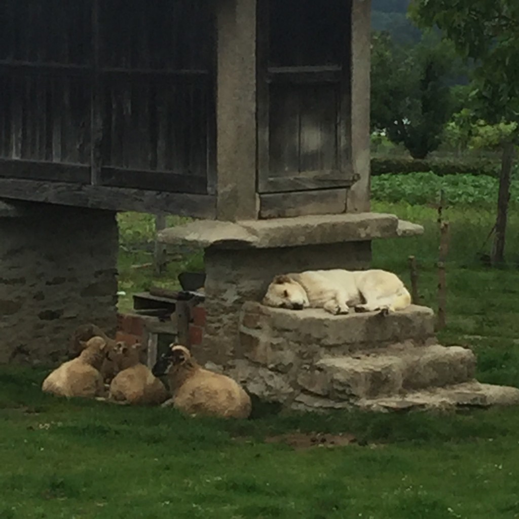 Day 37 - Palas de Rei to Arzua | Camino de Santiago