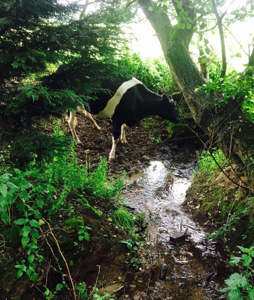 Day 38 - Arzua to Lavacolla | Camino de Santiago